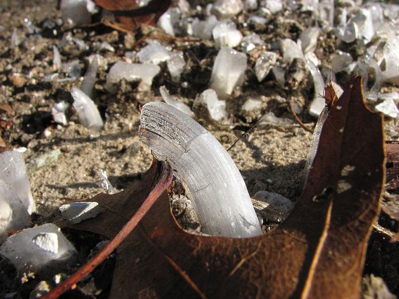 2008-12-13_Ice_Forest 016.jpg